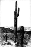 Saguaro-Weinleseillustration. vektor