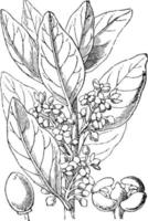 nachgemachte olive vintage illustration. vektor