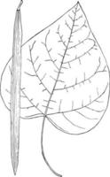 släkte catalpa, scop., walt. catalpa årgång illustration. vektor