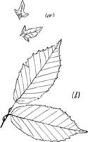 släkte carpinus, l. avenbok årgång illustration. vektor