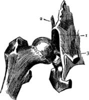 Hüftgelenk, Vintage Illustration. vektor