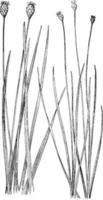 gulögd gräs årgång illustration. vektor
