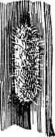 kodling fjäril eller carpocapsa pomonella, årgång illustration. vektor