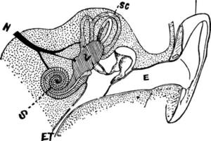 diagram av de auditiv anordning, årgång illustration. vektor