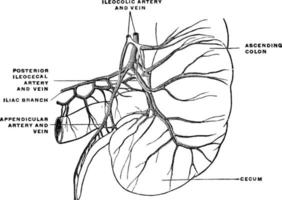 cecum och bilaga, årgång illustration. vektor