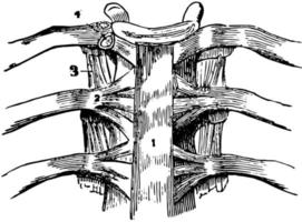 en vertebral artikulation, årgång illustration. vektor