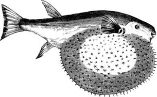 Wimpelkugelfisch, Vintage Illustration. vektor