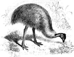 emu, årgång illustration. vektor