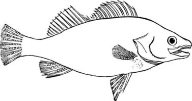 Fisch, Vintage-Illustration. vektor