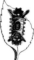 larv eller empretia stinulea, årgång illustration. vektor