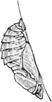 Kaiserschmetterling Puppe, Vintage Illustration. vektor