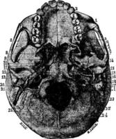 Schädelbasis, Vintage Illustration. vektor