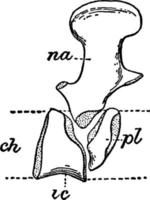 Rückenwirbel des Archegosaurus, Vintage Illustration. vektor
