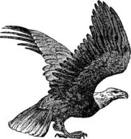 Weißkopfseeadler, Vintage Illustration. vektor