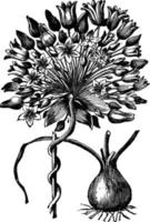 twinning hyacint av kalifornien årgång illustration. vektor