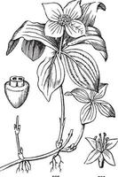blomma, dogwood, cornel, cornaceae, kronblad, skaftblad årgång illustration. vektor