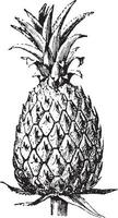 ananas vintage illustration. vektor