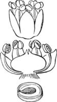 fett, höna, chenopodium, album, blomma, äggstock, utsäde, embryo årgång illustration. vektor