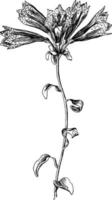 alstroemeria pulchella årgång illustration. vektor