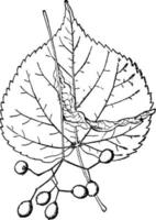 gren, blommor, tilia, cordata, perenn, dekorativ, växt årgång illustration. vektor