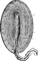 pacinska blodkroppar, årgång illustration vektor