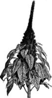 amaranthus hypokondrien årgång illustration. vektor