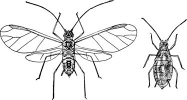 hopp lus, årgång illustration. vektor