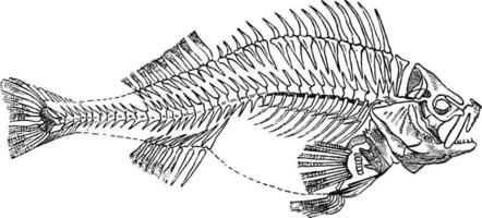 Fischskelett, Vintage Illustration. vektor