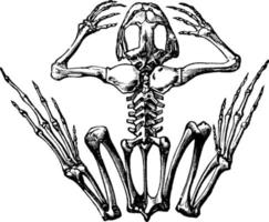 groda skelett, årgång illustration vektor