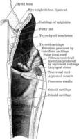 mesialer Schnitt durch den Kehlkopf, der die Außenwand der rechten Hälfte zeigt, Vintage-Illustration. vektor