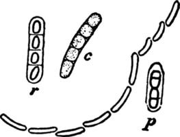 Bacillus Megaterium, Vintage-Illustration. vektor