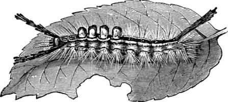 larv eller notolophus leukostigma, årgång illustration. vektor
