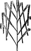 vintage illustration des dattelpalmenblattes. vektor
