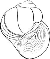 Teichschnecke, Vintage Illustration. vektor