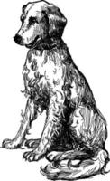 Hund, Vintage-Illustration vektor