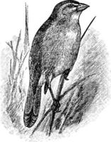 tanager oder grüner fink, vintage illustration. vektor