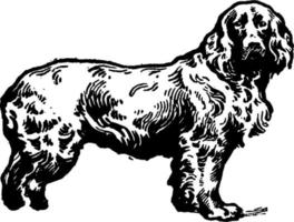 fält spaniel, årgång illustration. vektor