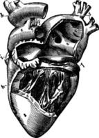 vänster sida av de hjärta, årgång illustration. vektor