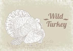 Wild Turkey Zeichnung Vektor