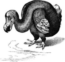 Dodo, Vintage-Illustration. vektor