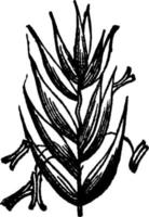 perenn råg gräs årgång illustration. vektor