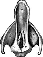 epiglottis och sång- sladdar, årgång illustration. vektor