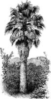 washingtonia, filifera, wüste, fächer, palme, familie, arecaceae, stamm, wachsartig, blätter vintage illustration. vektor