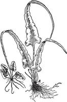 camptosorus rhizophyllus årgång illustration. vektor