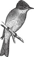 Western-Holz-Pewee, Vintage-Illustration. vektor