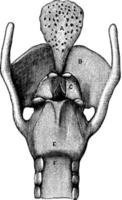 hintere Ansicht des Kehlkopfes, Vintage Illustration. vektor