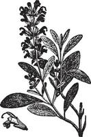 salvia årgång illustration. vektor