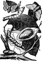 silkesmask, årgång illustration. vektor