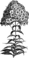 Blütenstand von Phlox Paniculata Vintage Illustration. vektor