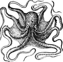 Oktopus, Vintage-Illustration. vektor